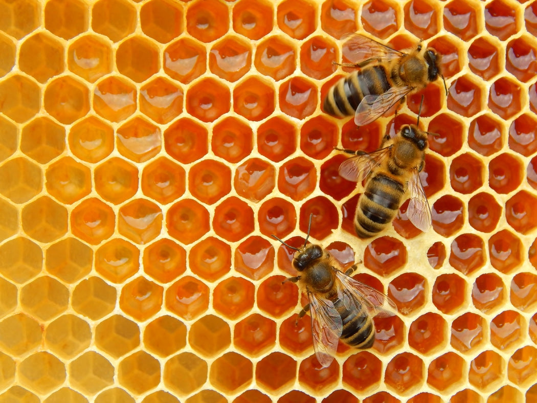 La cire d'abeille