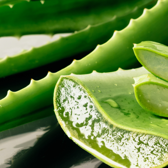 Aloe Vera