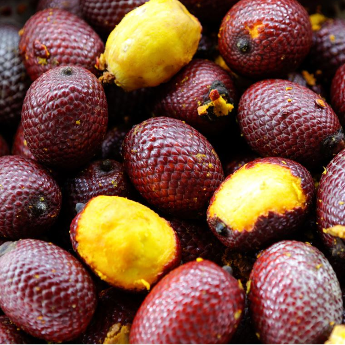 L'huile de Buriti bio : le trésor de l'Amazonie pour un bronzage sublimé