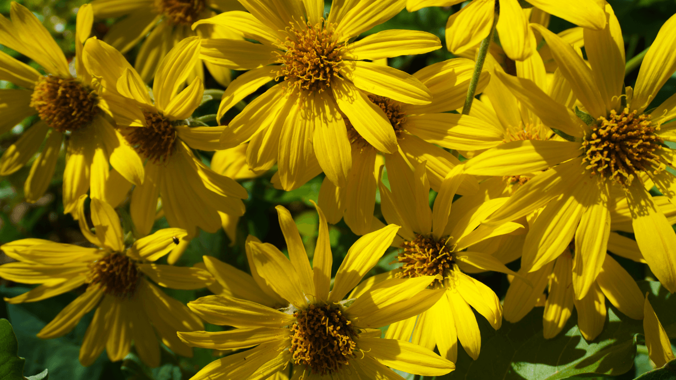 L'arnica : L'ami des sportifs pour soulager les douleurs musculaires - SeventyOne